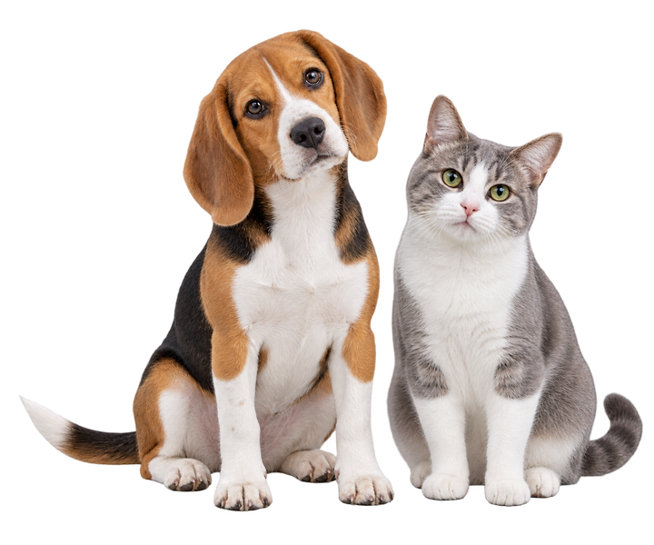 An attentive beagle and a grey-and-white cat sitting together and looking towards the viewer